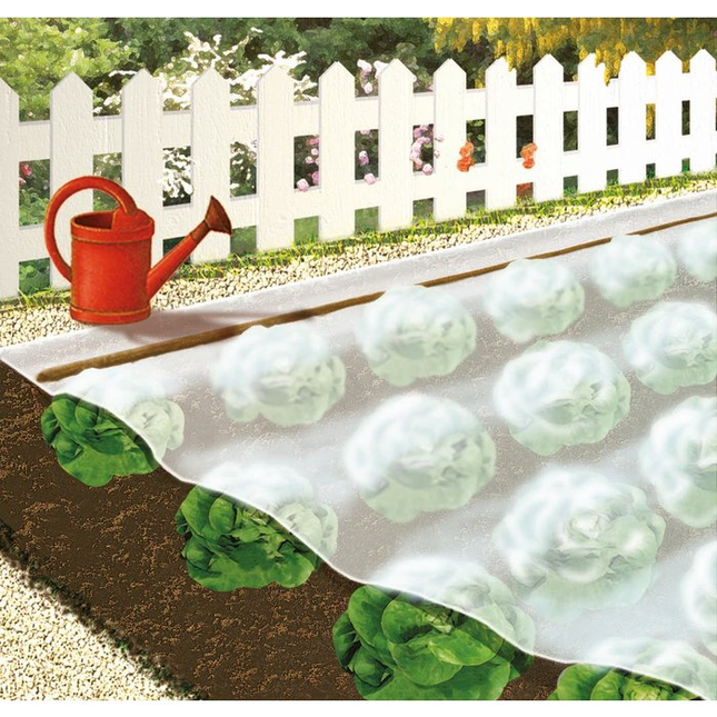 Voile de croissance Cap Vert